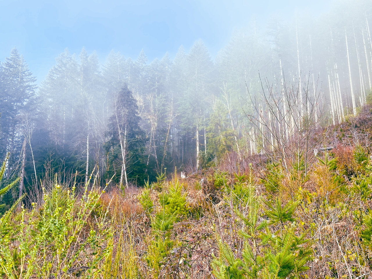 Waite Creek Woodlands