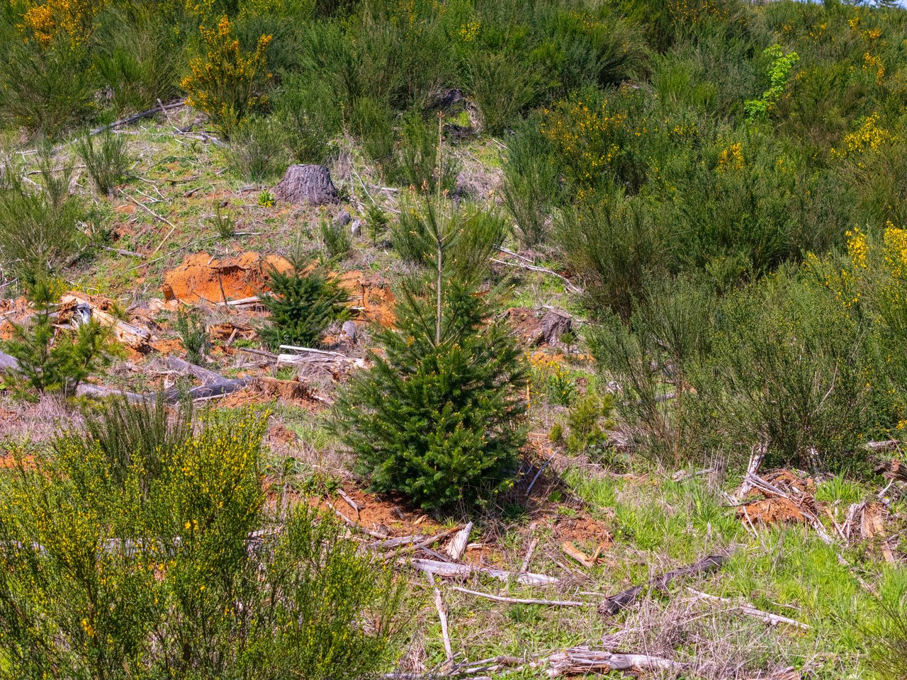 Walton Wild Woods