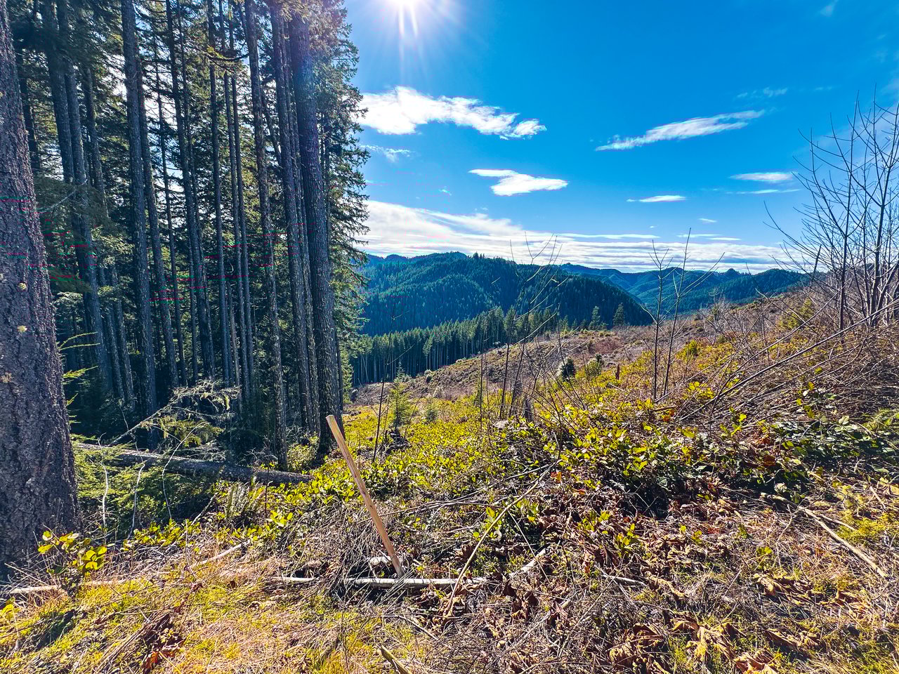 Smith River Back Woods