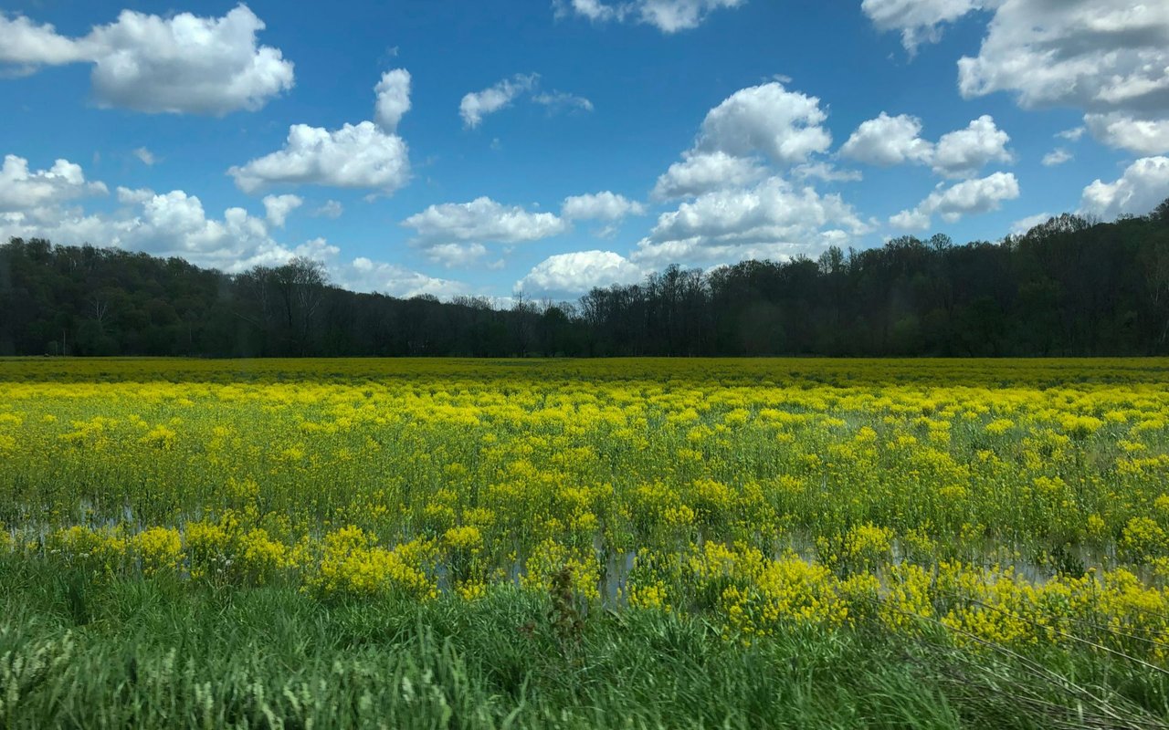 Flora