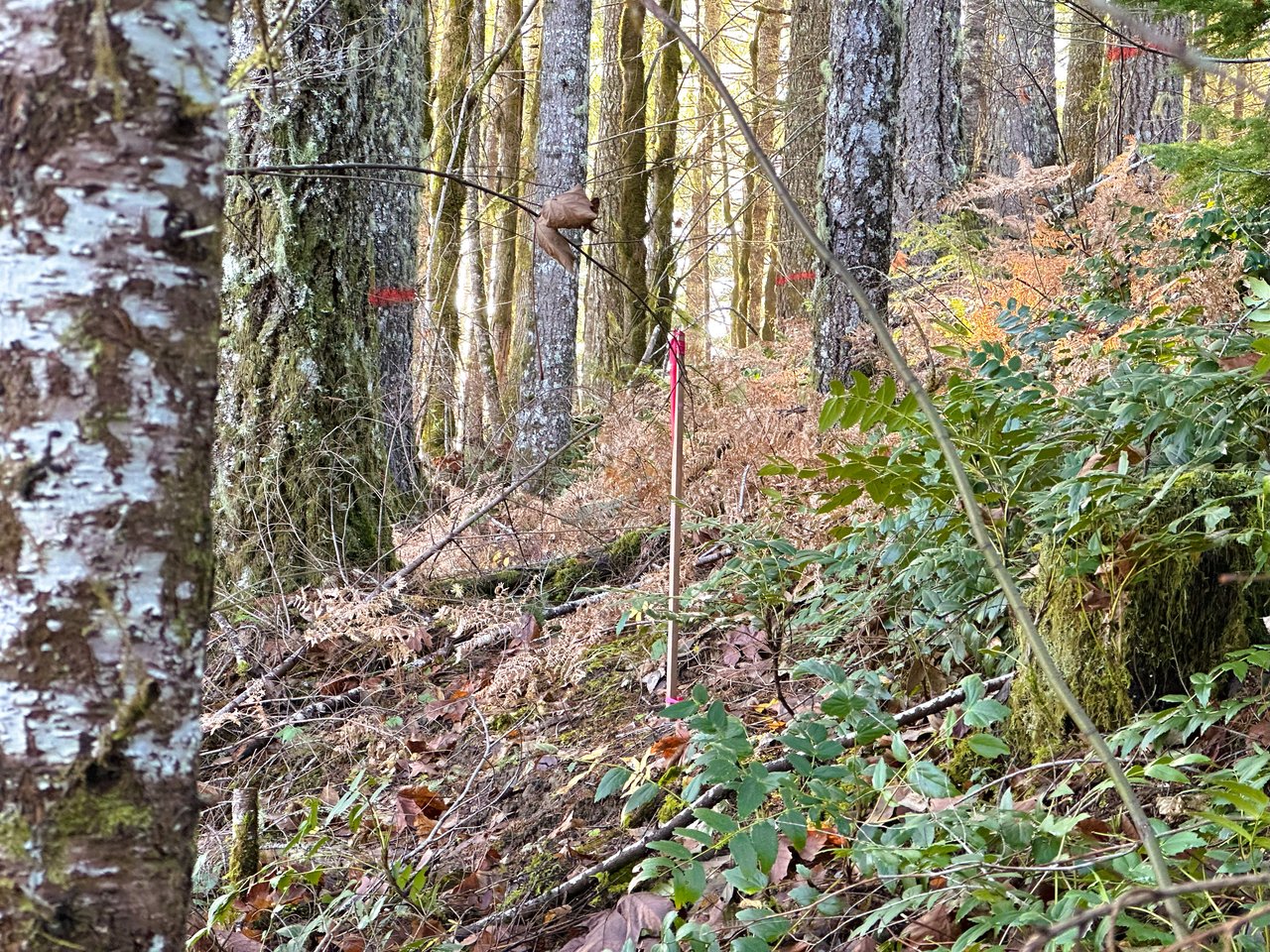 Rust Road Forest