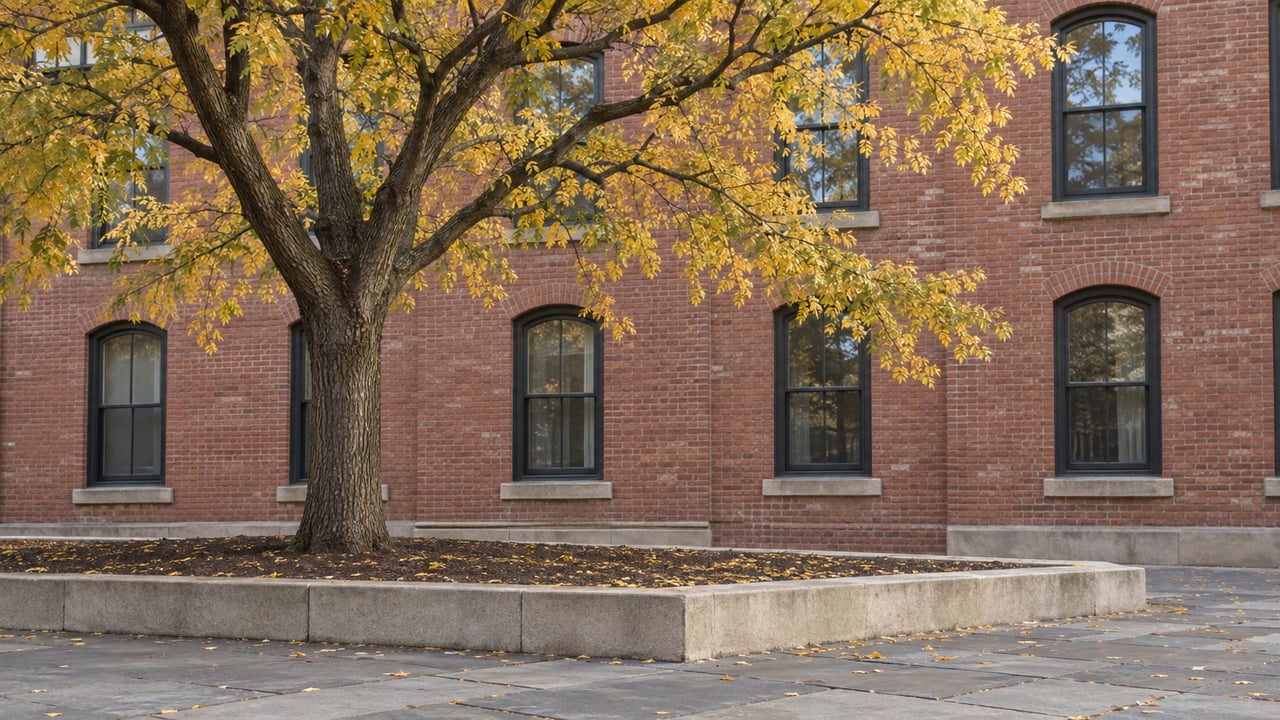 Mature honey locust with thinning gold leaves beside a six-story red-brick building.