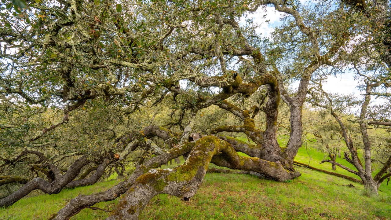 Leslie Creek Retreat
