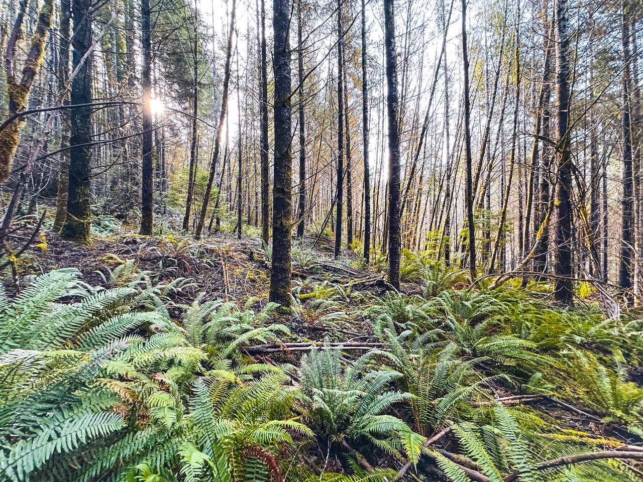 RICHARDSON TIMBER