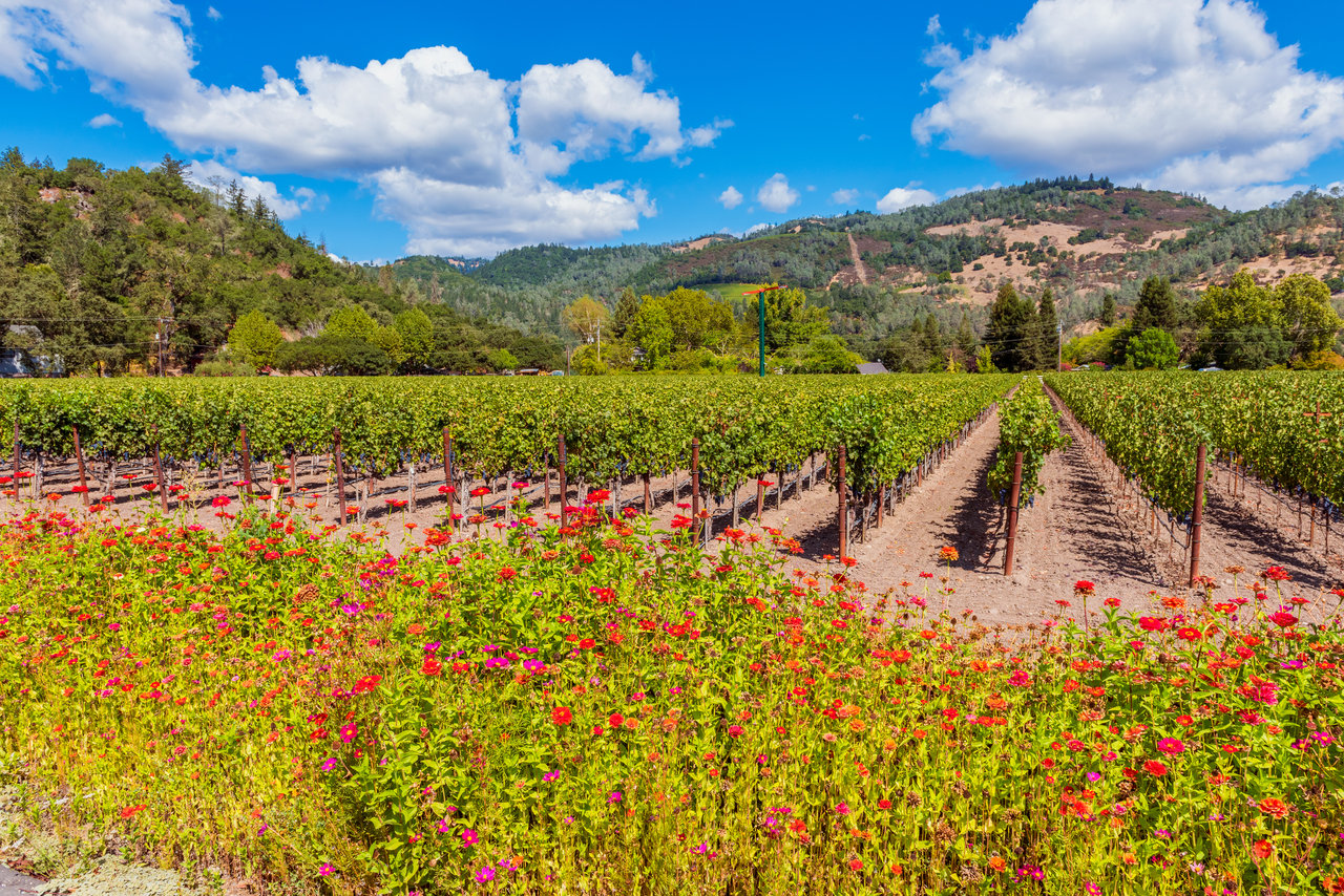 Calistoga