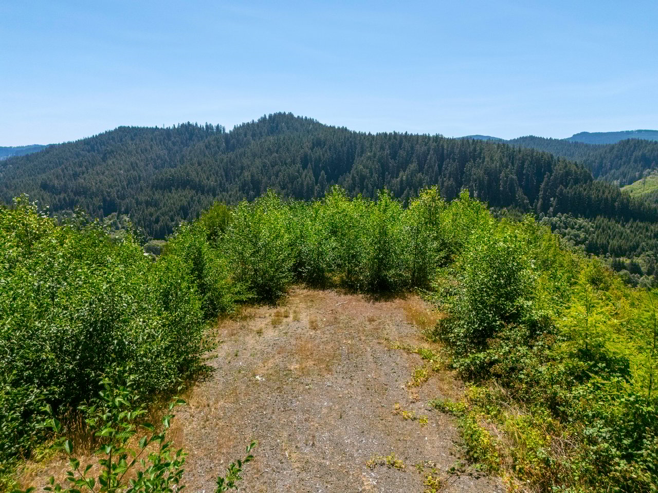 Alsea Estuary Forestland