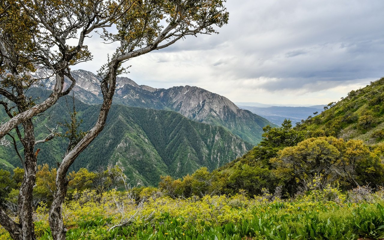 Thaynes Canyon