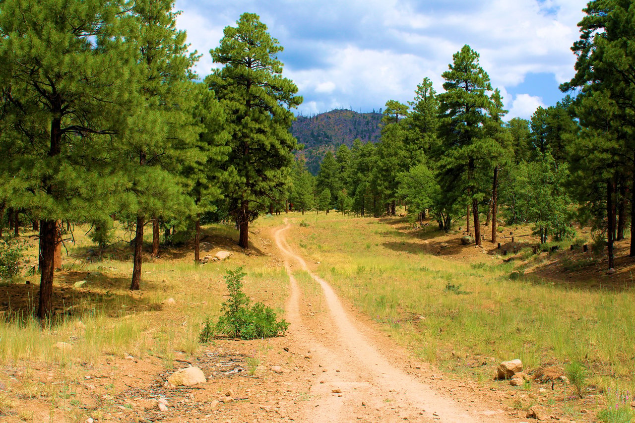 Ponderosa Trails