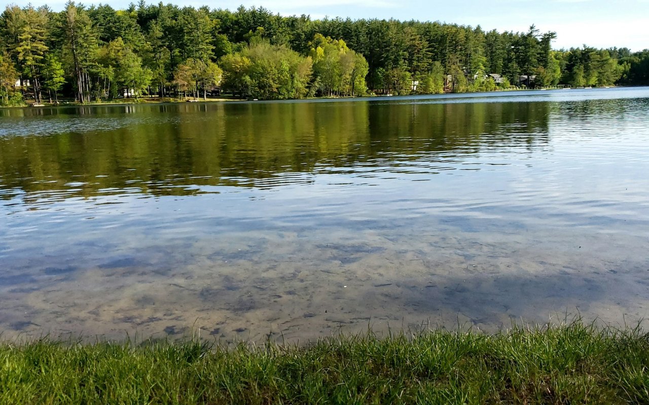 Calm lake reflecting a dense green tree line, with clear shallows and grass along the near shore.