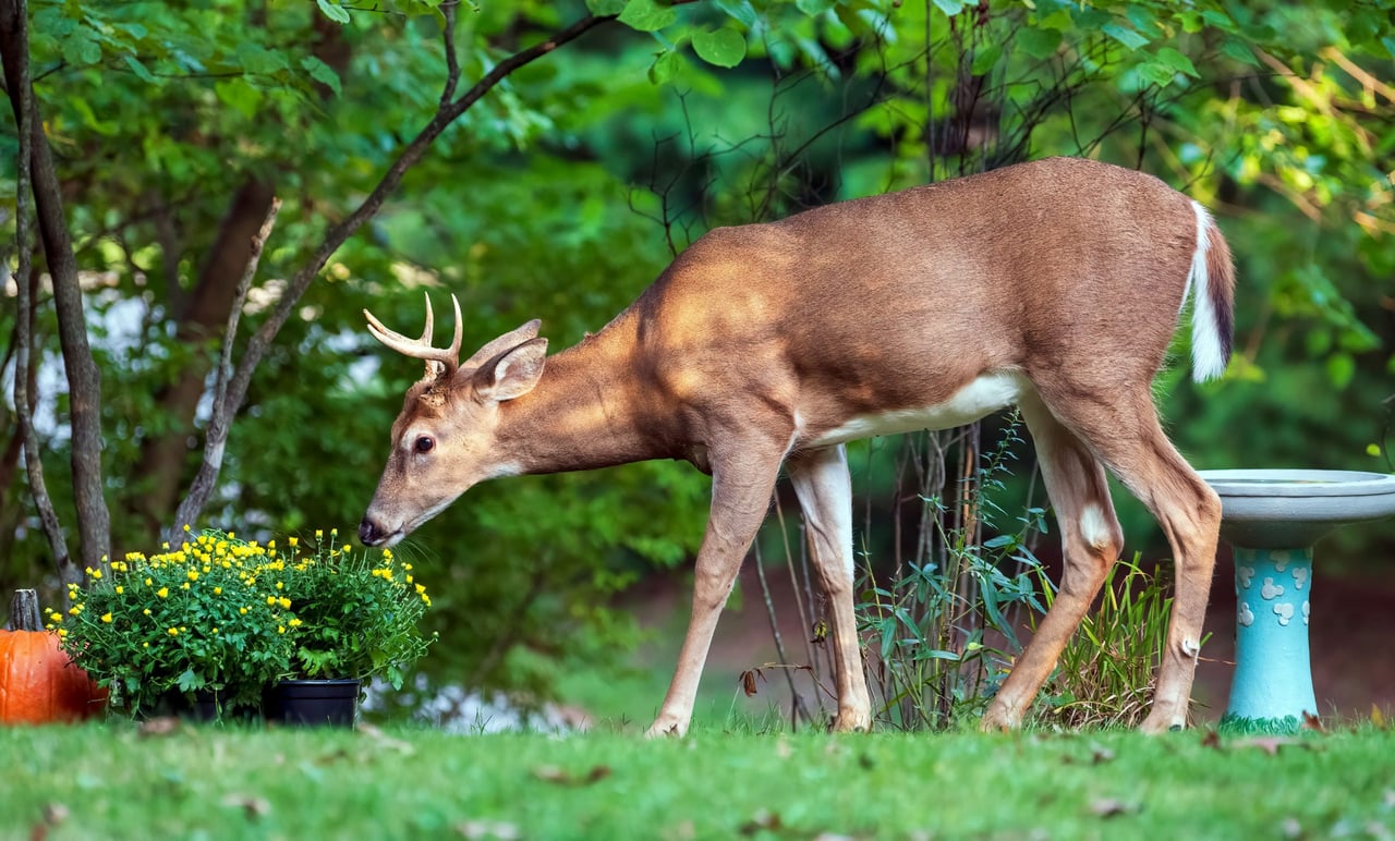 Oh Dear, Deer!