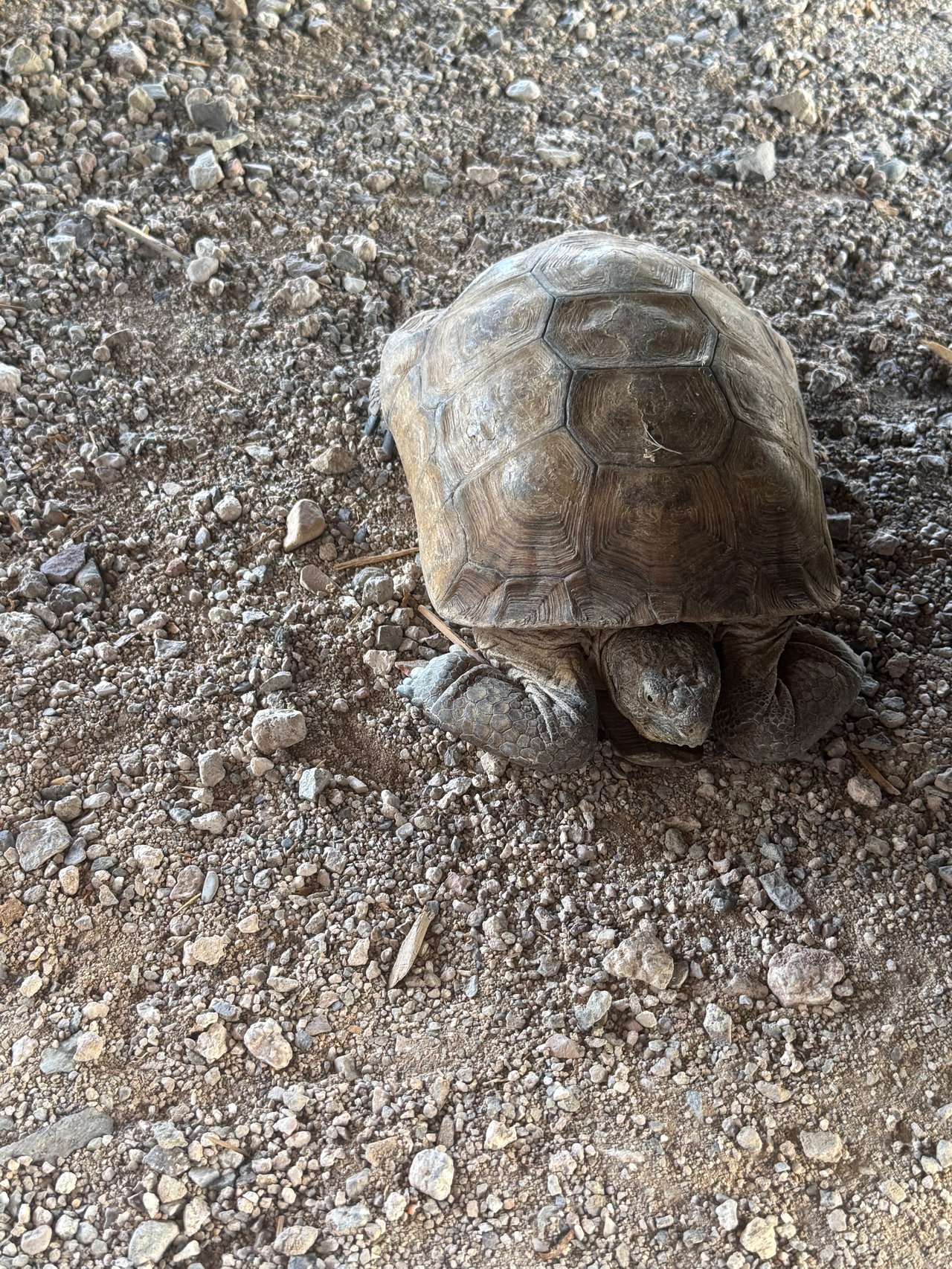 The Quiet Residents of Saguaro Ranch: Protecting the Sonoran Desert Tortoise