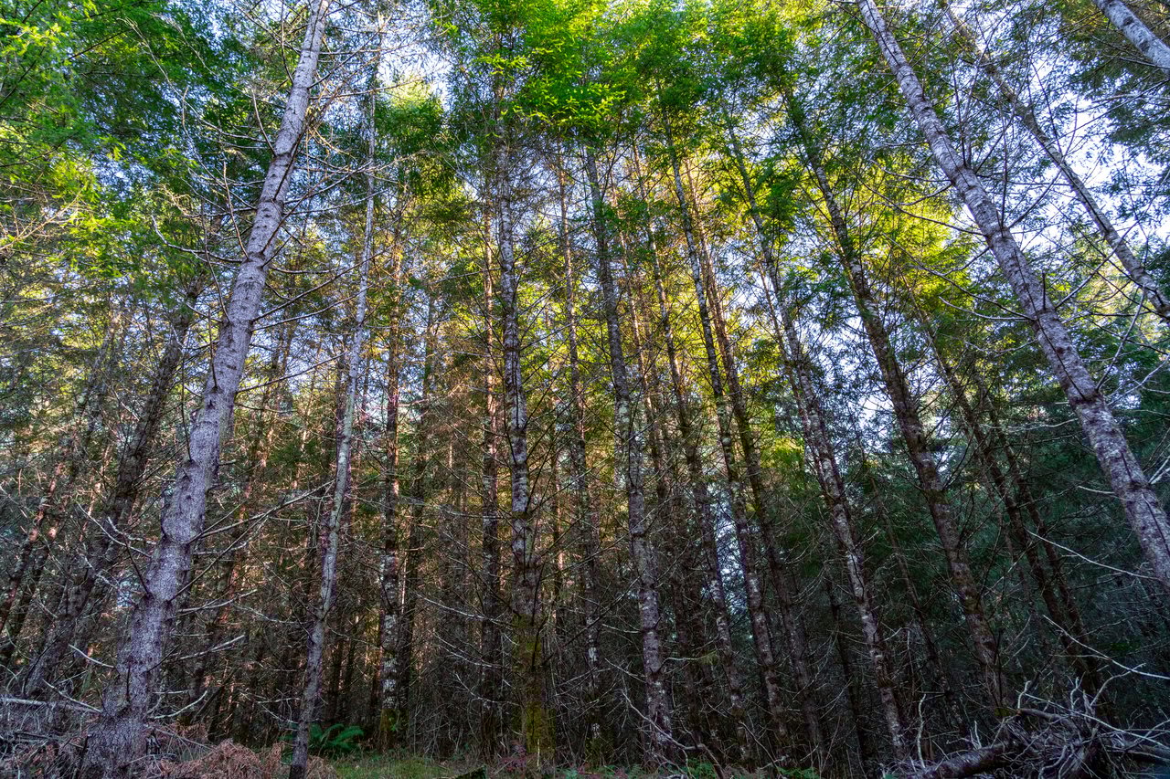 Liberty Forest Auction