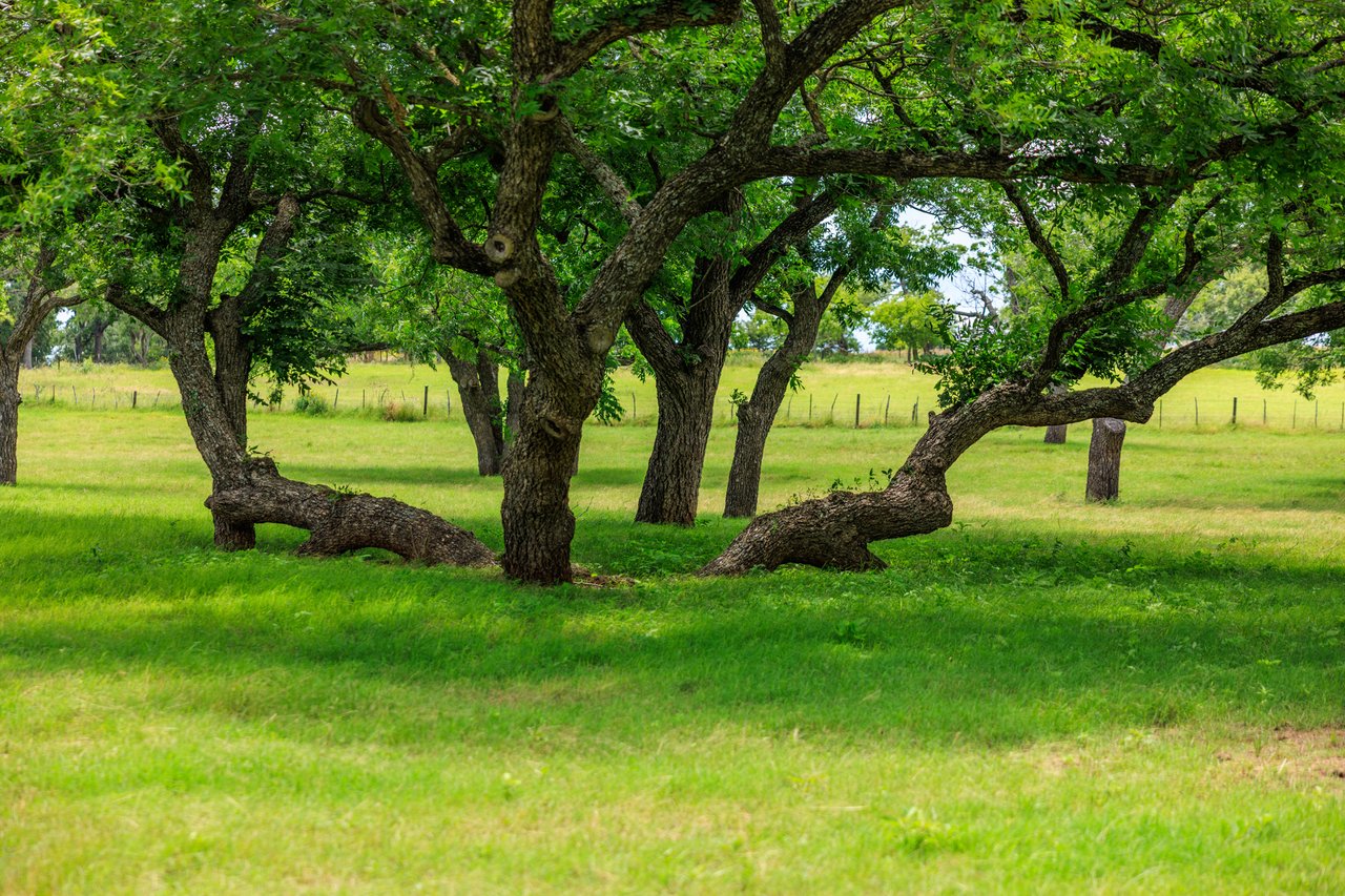 Live Oak Creek Ranch 