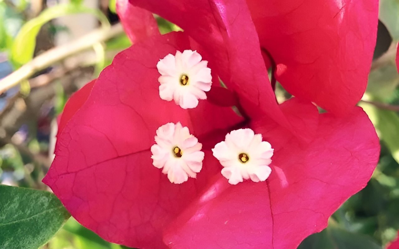 Magenta bougainvillea bracts surround three small pale flowers.