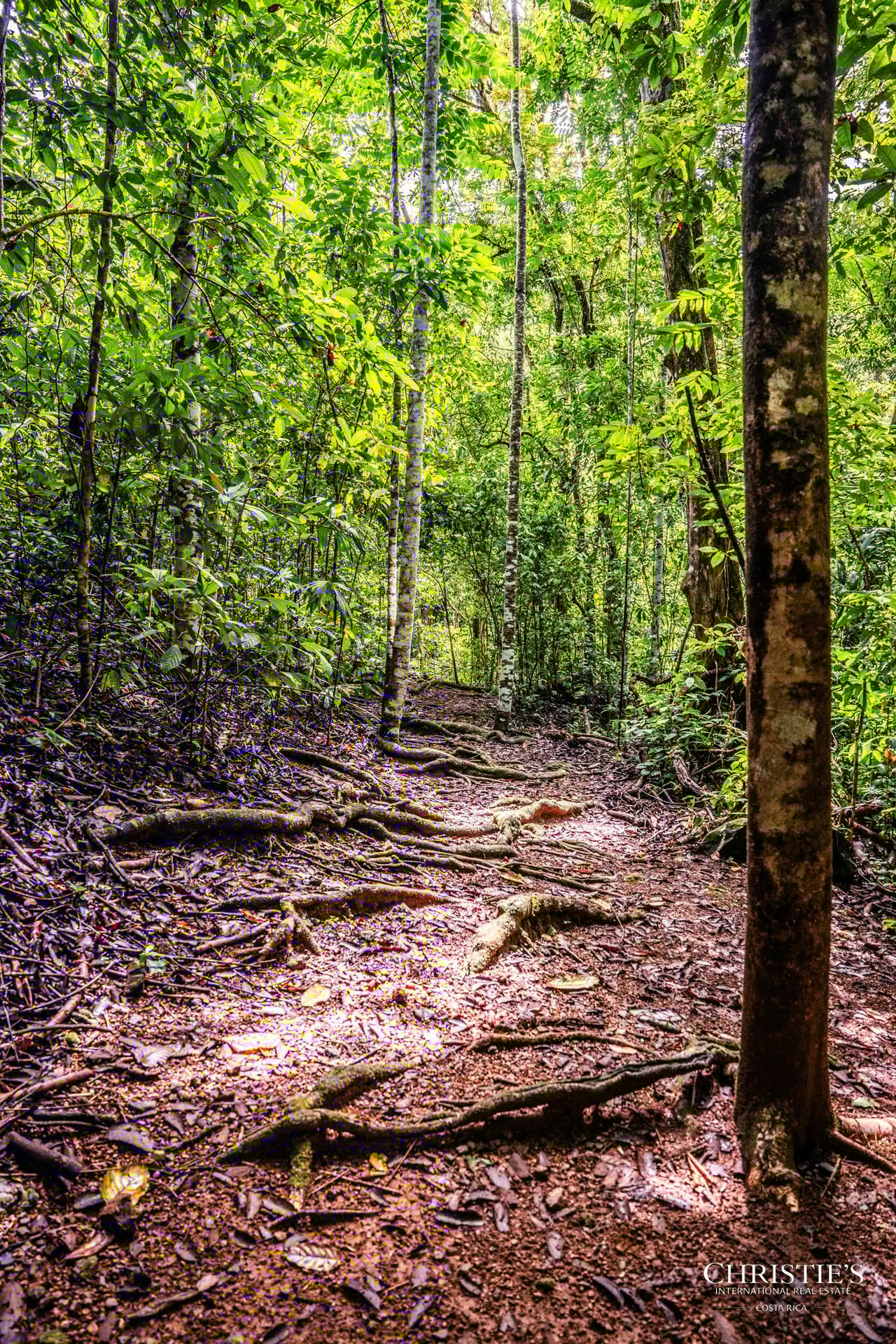 El Encanto Estate Waterfall, Regenerative Land & Carbon‑Neutral Sanctuary a Legacy Property