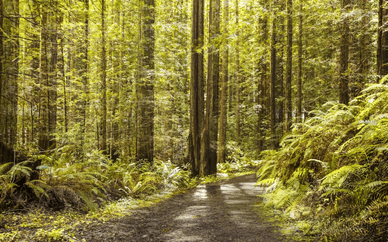 A Guide to Parks in The Sea Ranch, CA