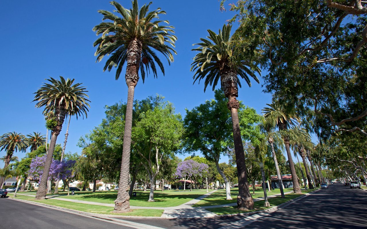 Tall palm trees rise over a green park, with a sidewalk and shaded road.