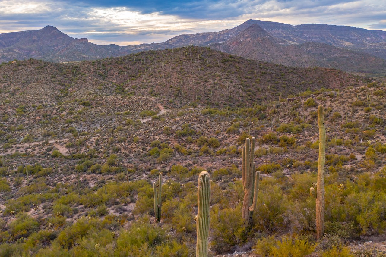 Sonoran Desert hills and saguaro cacti with a rugged mountain range beneath a cloudy sky.