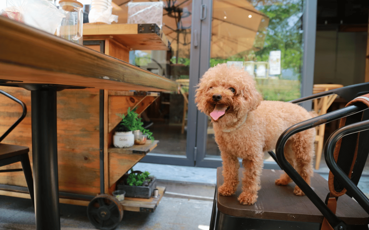 Pet-Friendly Restaurants in Upper Saddle River