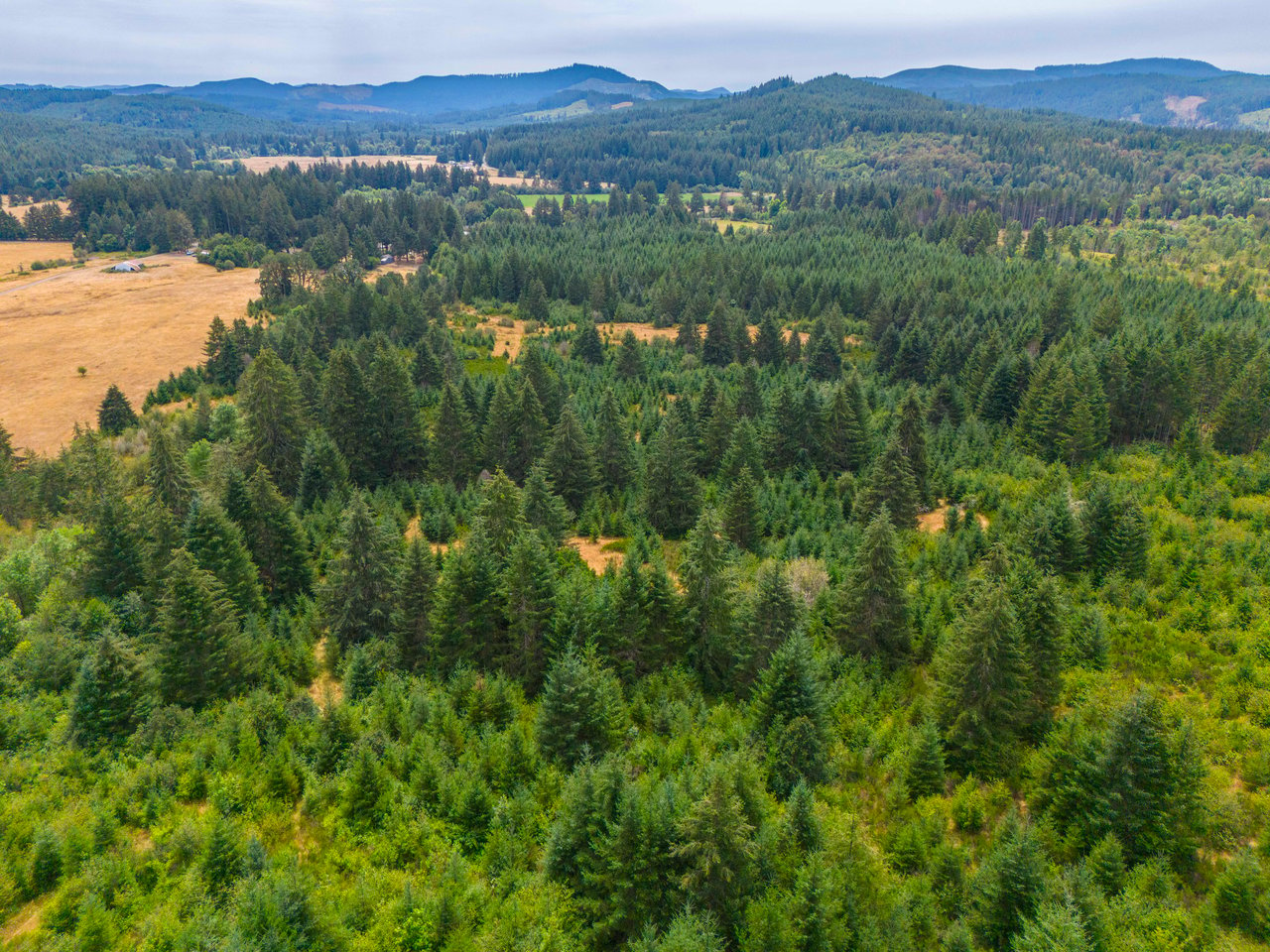 Sheffler Farm & Forest