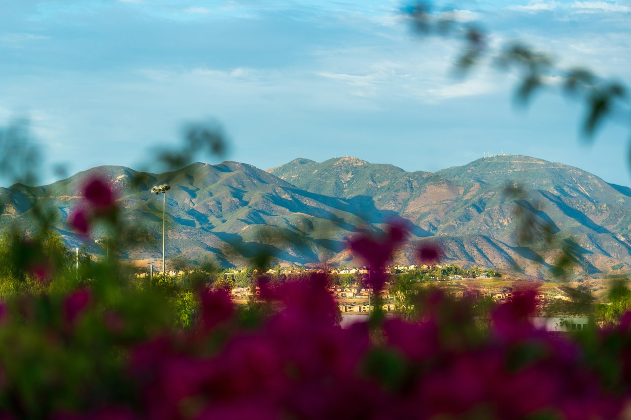 Mountain range and Santa Clarita Valley homes framed by flowering shrubs.