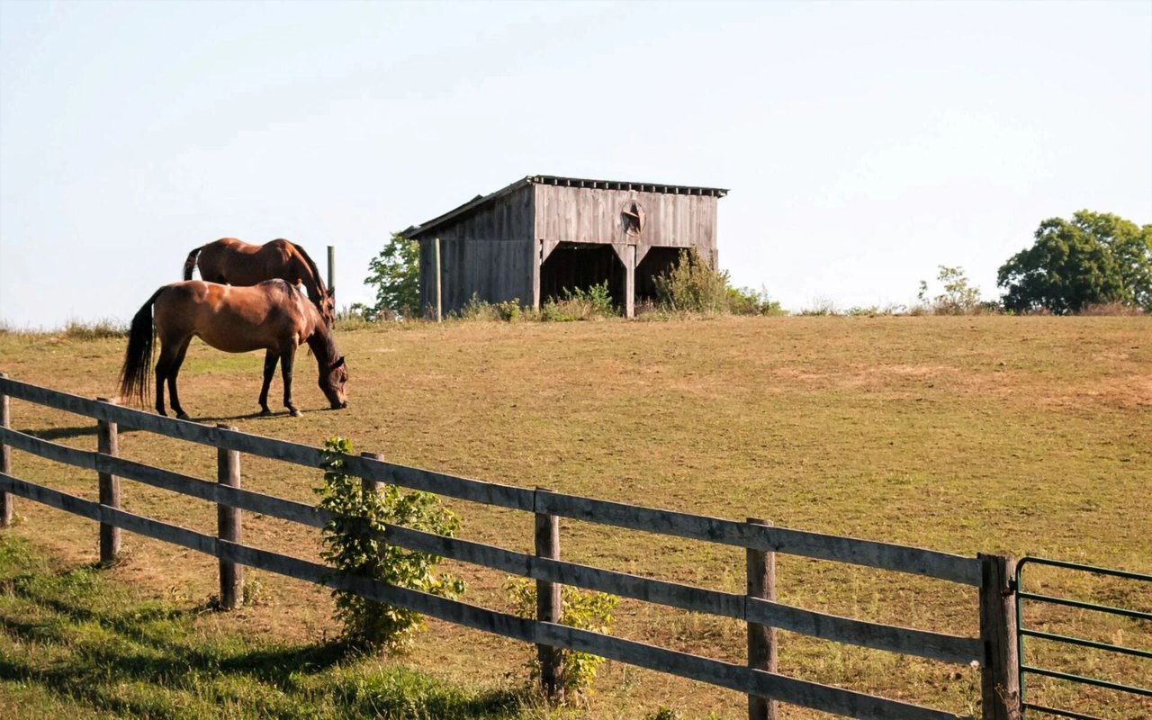 Pat Parelli Horse Ranch is going to Auction in Pagosa Springs, Colorado