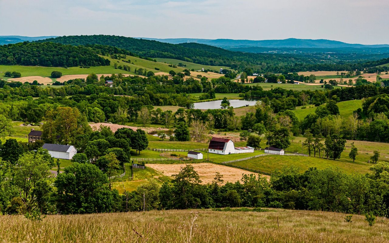 Charolais Hills