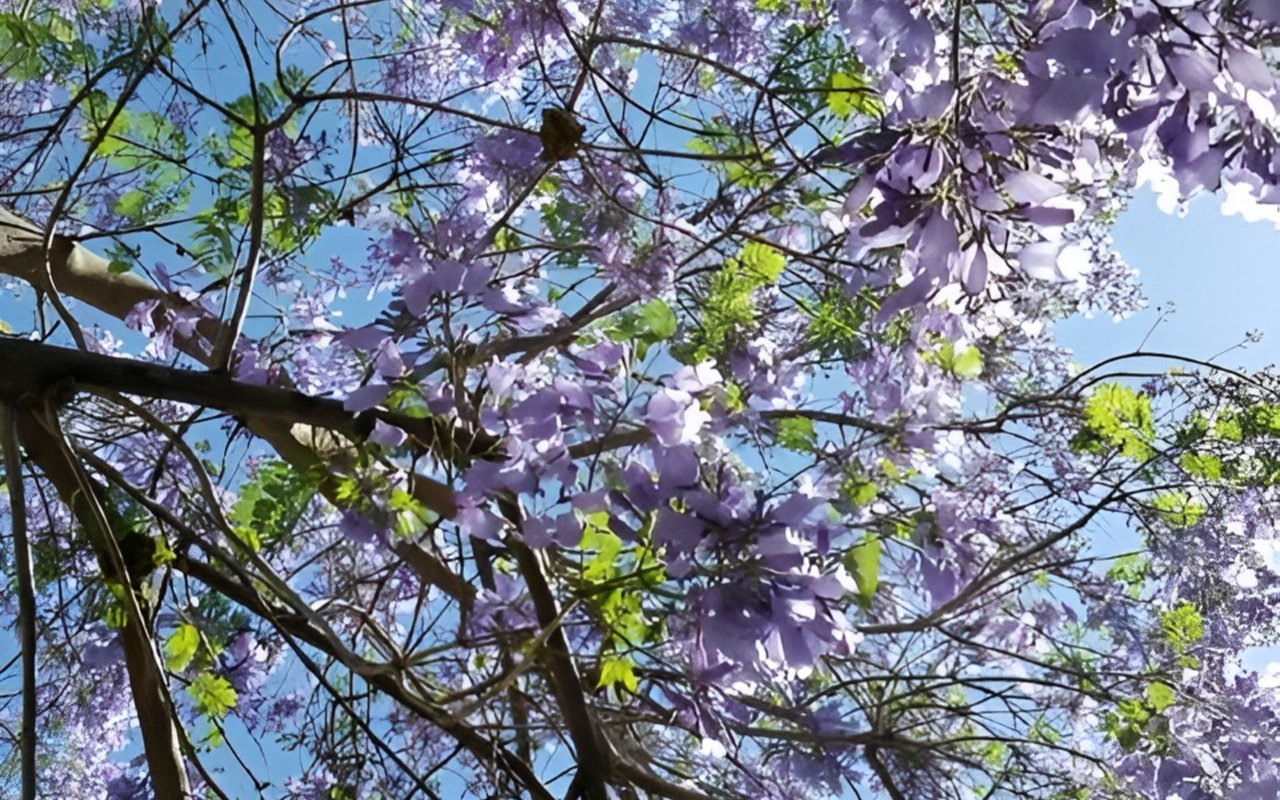 Purple blossoms and green leaves fill the tree canopy against a blue sky.