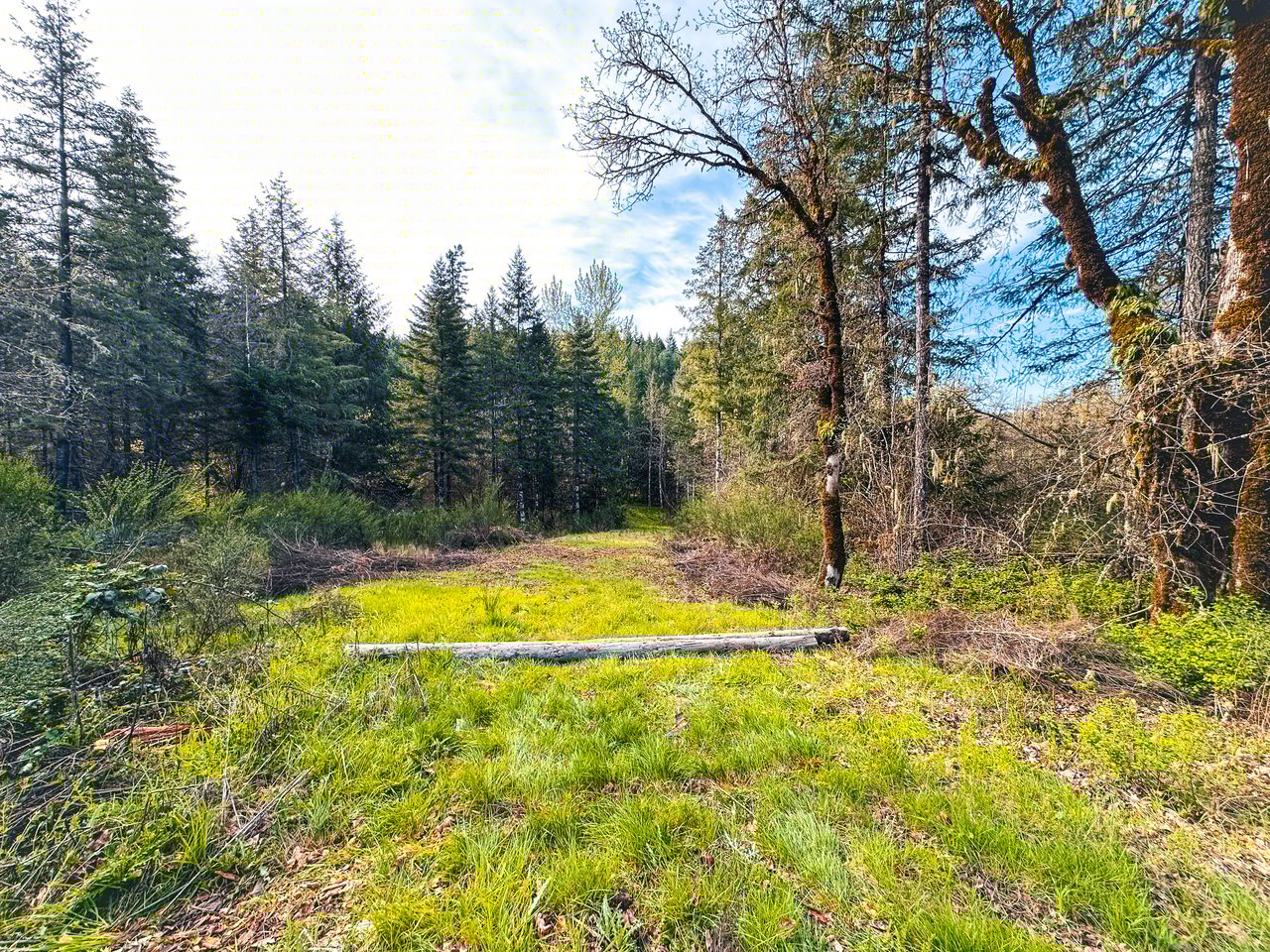 Liberty Forest Auction