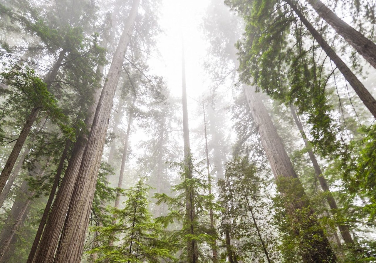 Scotts Valley