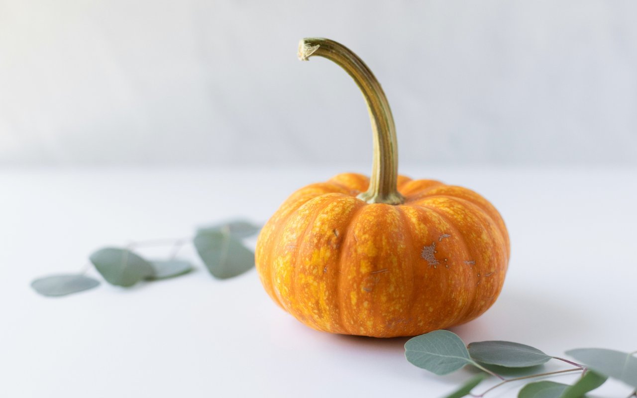 Dorsey Alston Pumpkin Patch