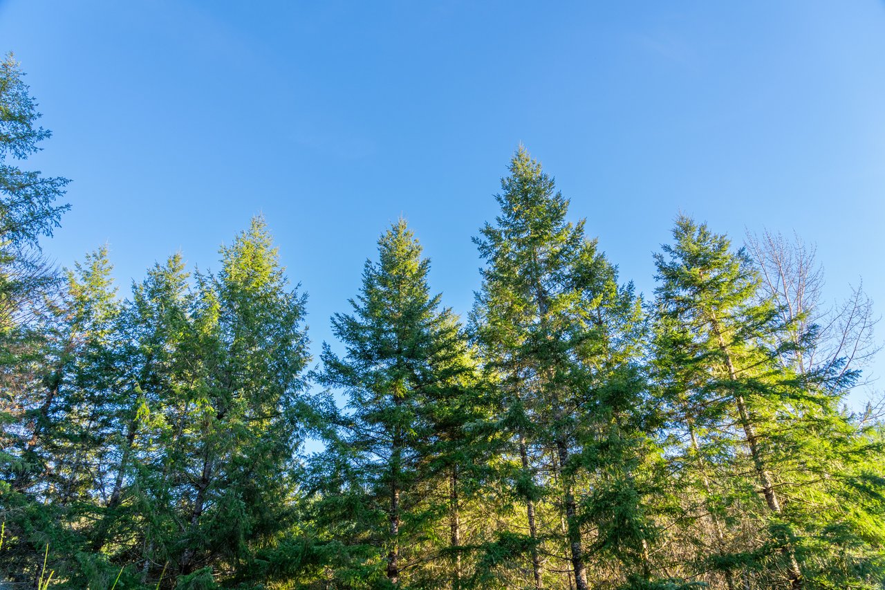 Liberty Forest Auction