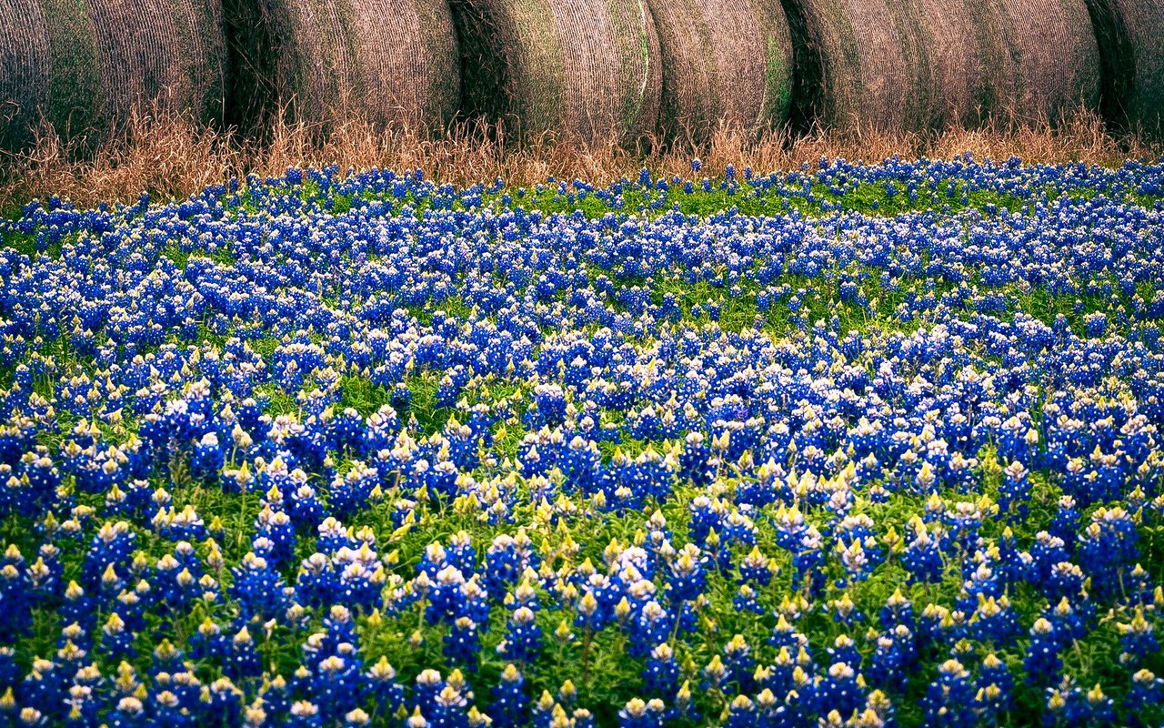 Fort Bend