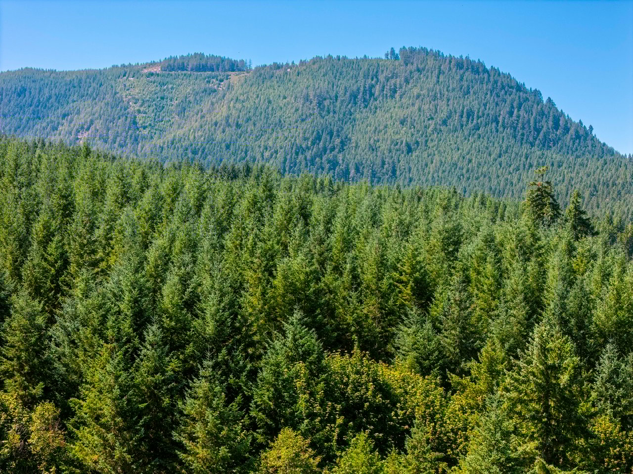 Coast Fork Woodland Meadows
