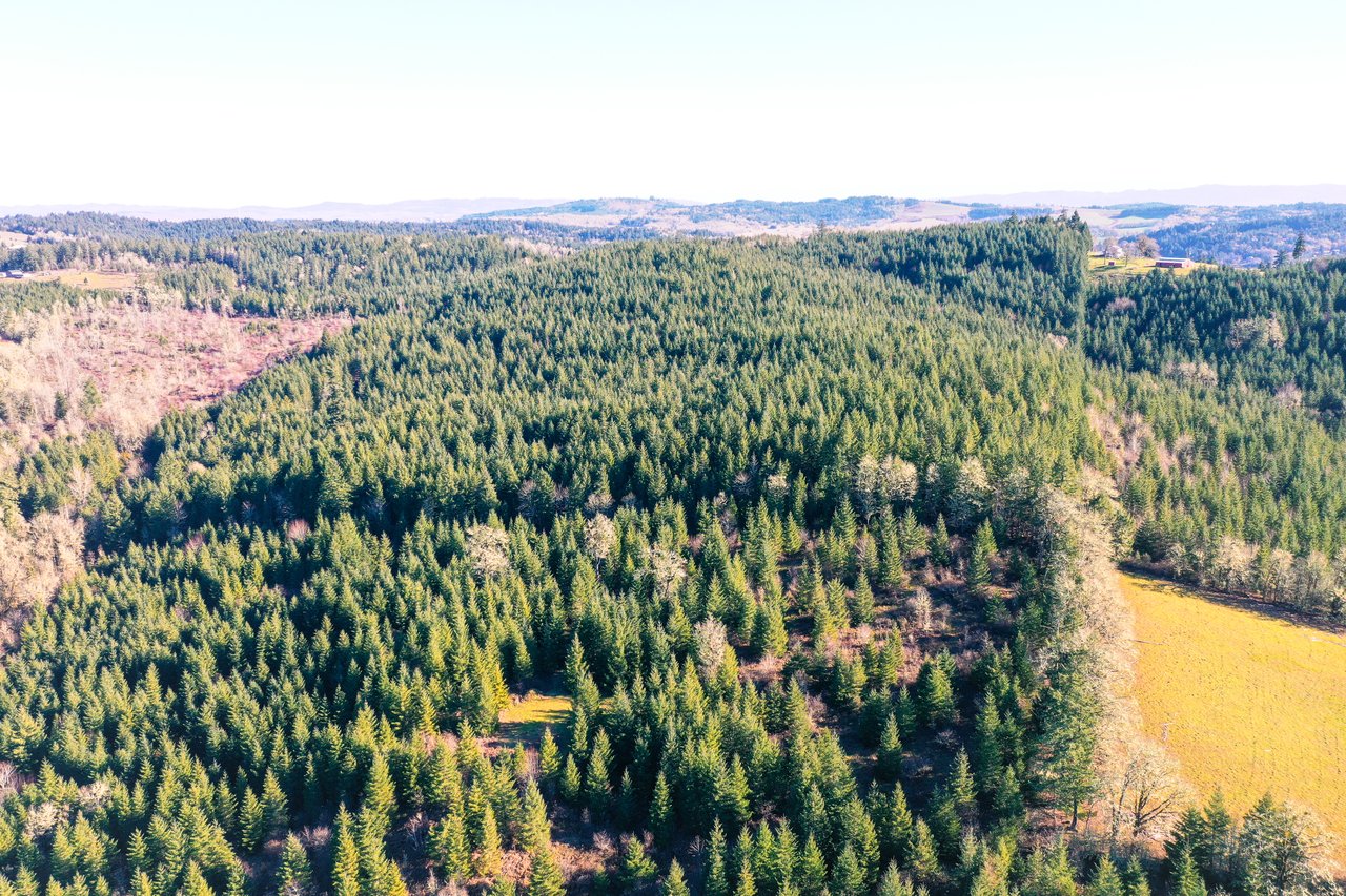 Liberty Forest Auction