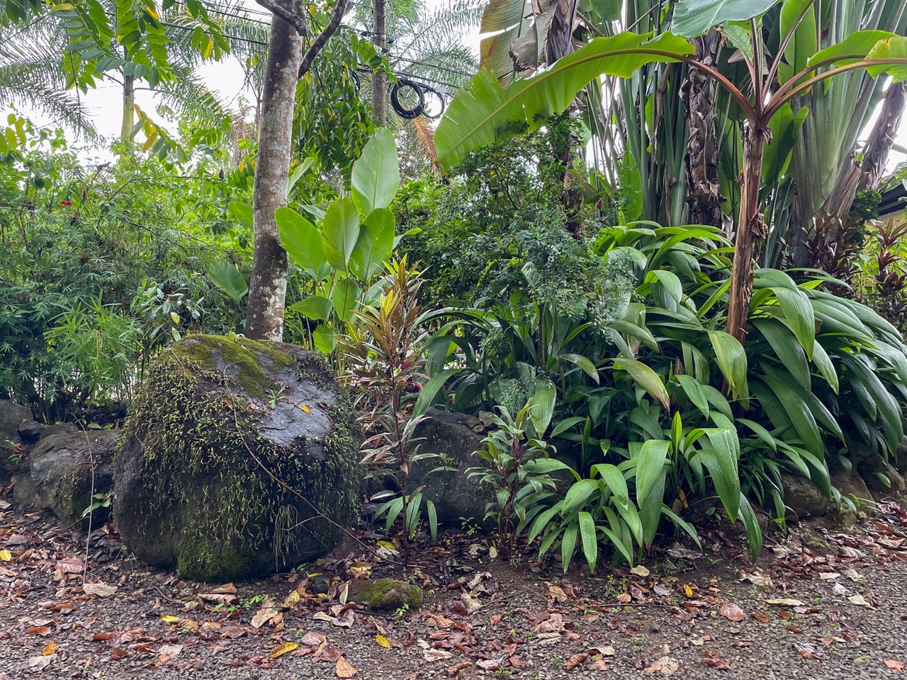 Cozy Colonial Home with Lush Gardens and Prime Commercial Prospects