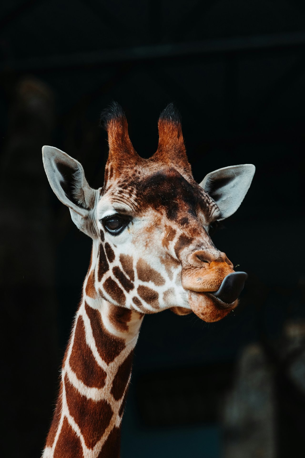 Rainy Memorial Day Weekend in Philadelphia & Bucks County – Things to Do at Philadelphia Zoo, Elmwood Park Zoo & Beyond | B&B Luxury Properties