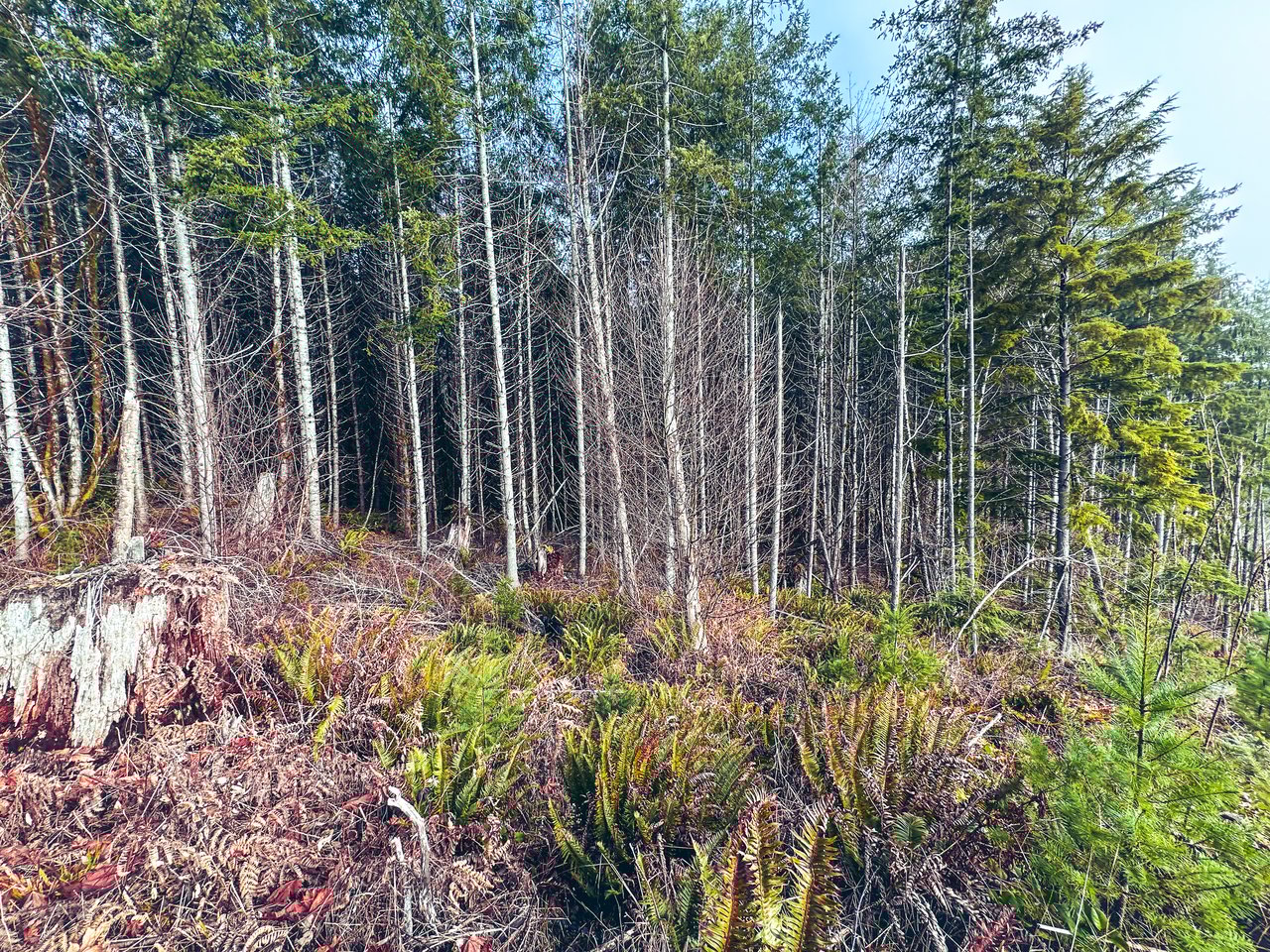 Waite Creek Woodlands