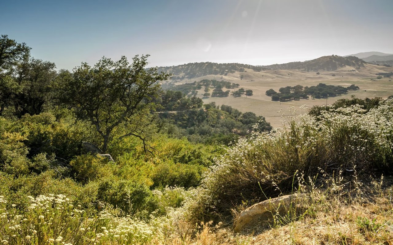 Rolling hills dotted with oak trees, framed by foreground shrubs and white wildflowers.