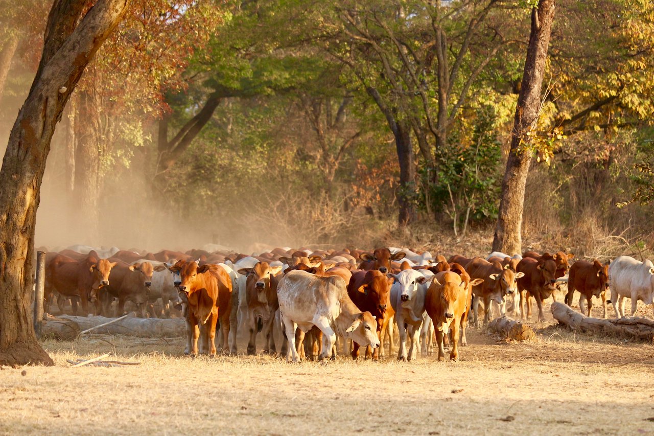 Lazy A Ranch - Zambia