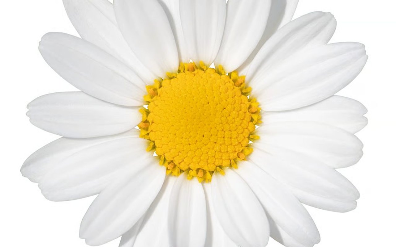 Yay for May! 4 Luxury Open House Tours