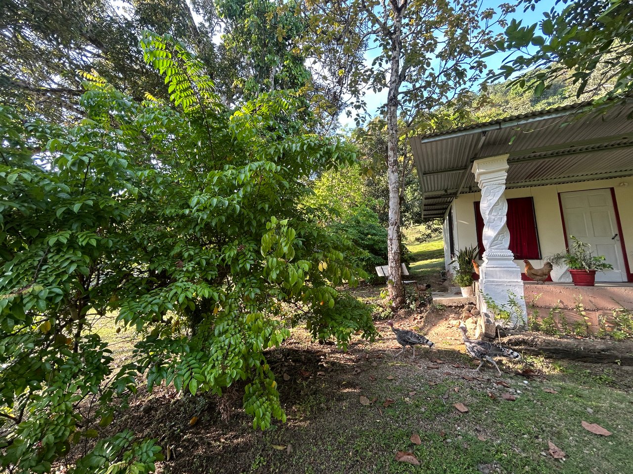 Commercial & Residential Property in Punta Mala with Producing Fruit Trees