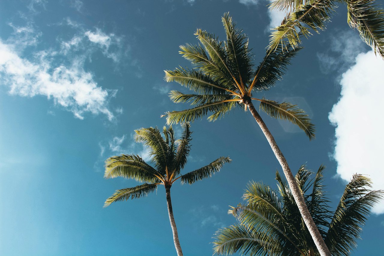 Tall palm trees rise against a bright blue, cloud-dotted sky.