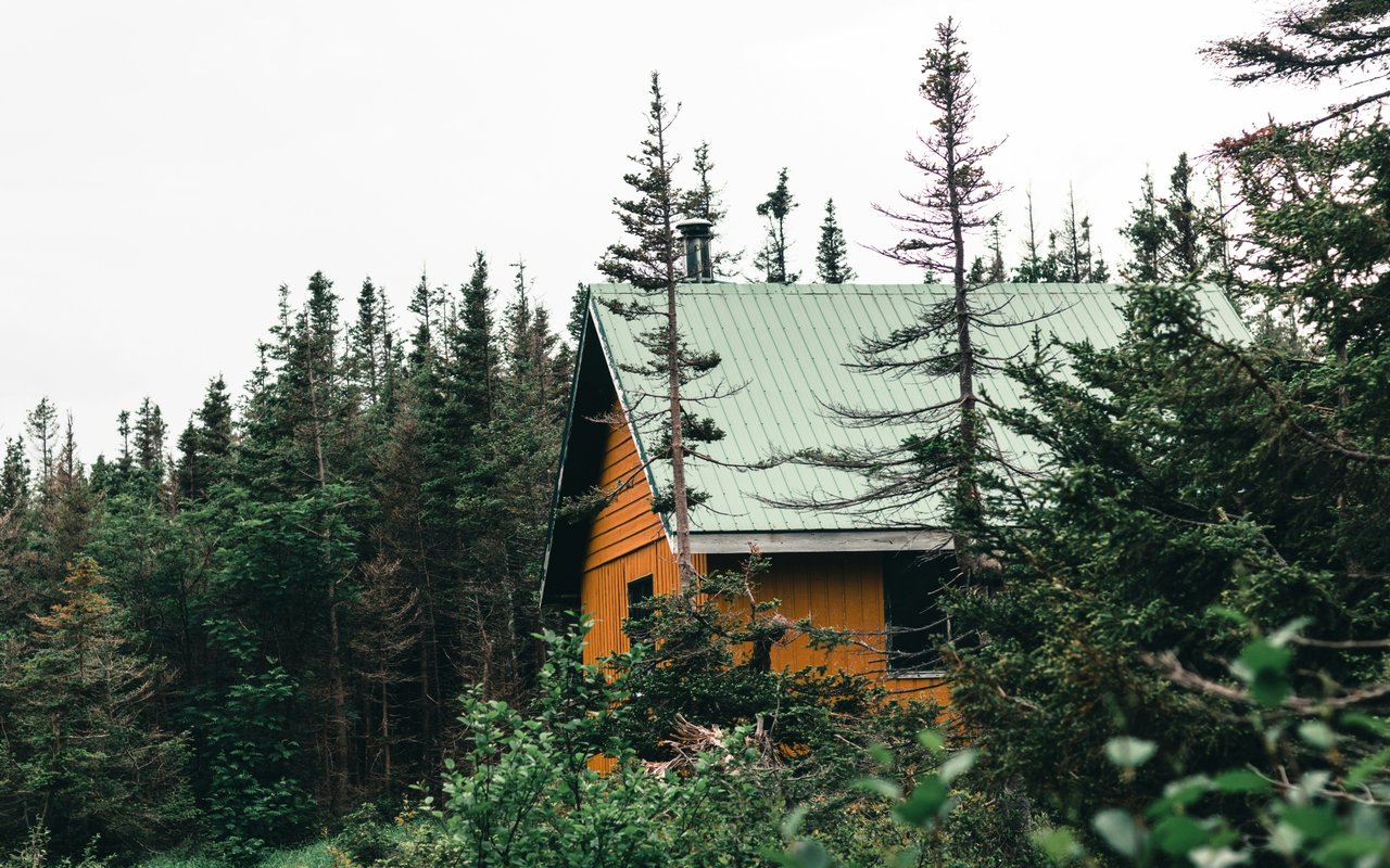 Yes, You Need to Water Your Trees