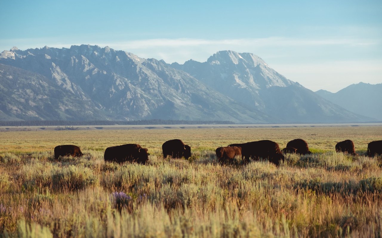 contact-form-background