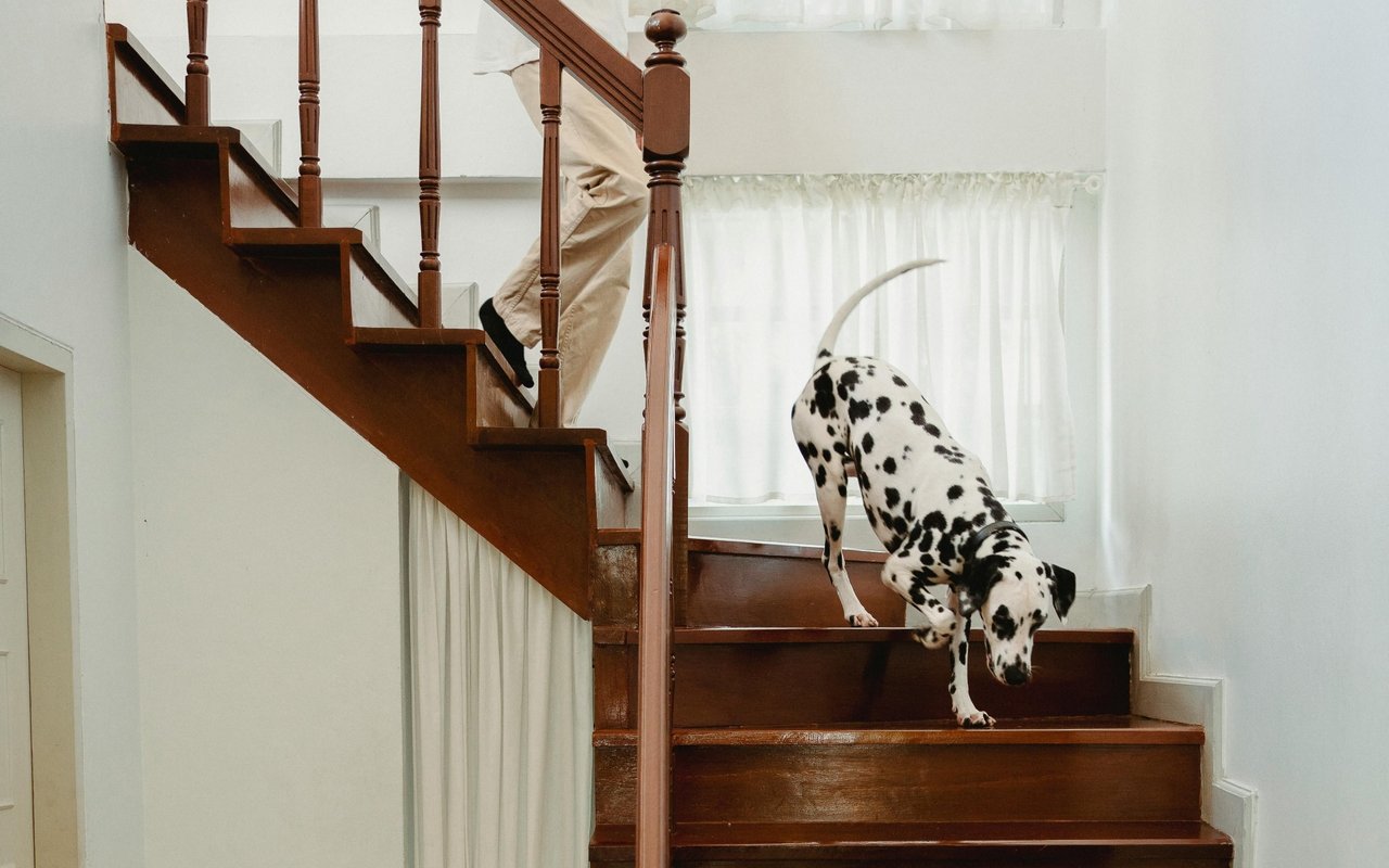Pet-Friendly by Design: What to Look for in a Home When You Have Animals