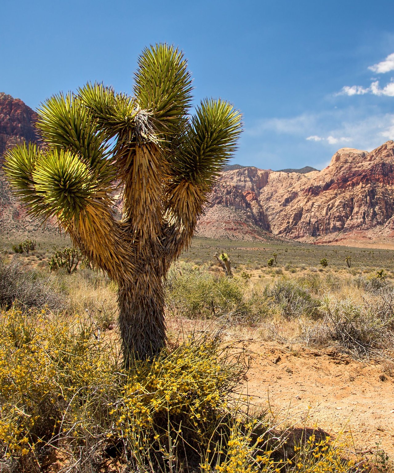 Joshua tree and desert shrubs in front of rugged red and tan mountains.