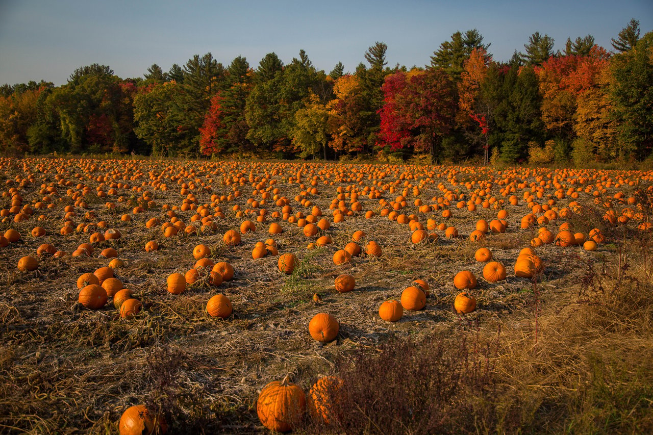 The Best Pumpkin Patches Near Washington, DC