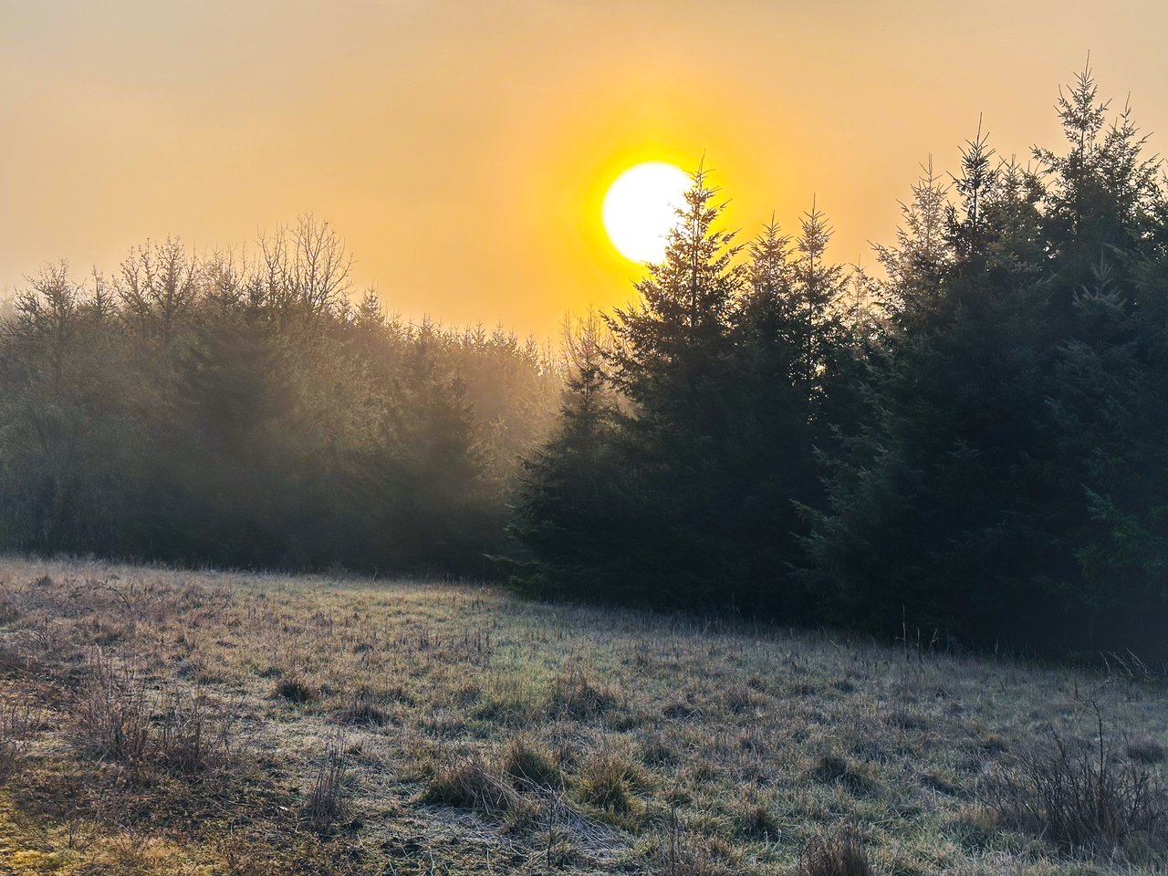 HARRIS FARM & FOREST