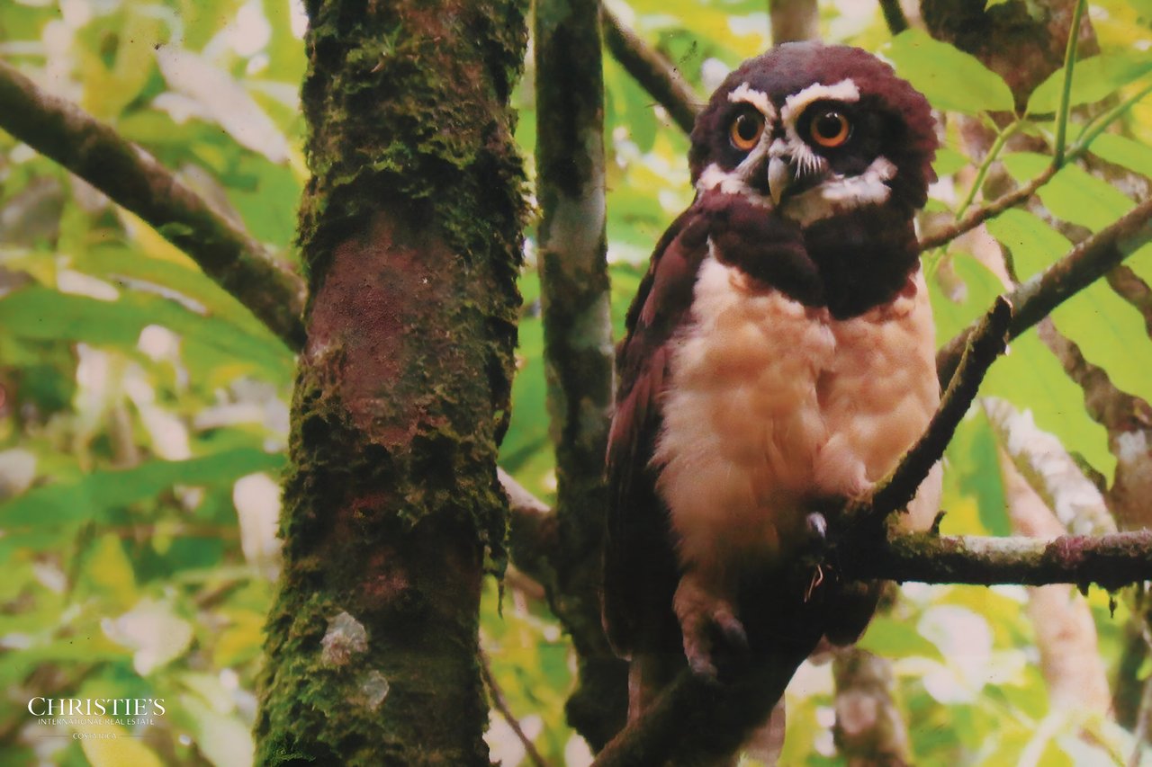 Finca Isla Rainforest Retreat – A Rare Income-Producing Paradise